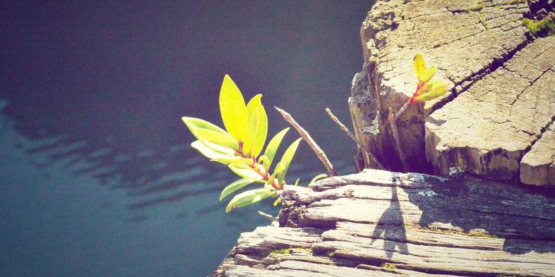 专业字体与排版资源下载指南：商用字库、历史字体复刻与高效排版模板