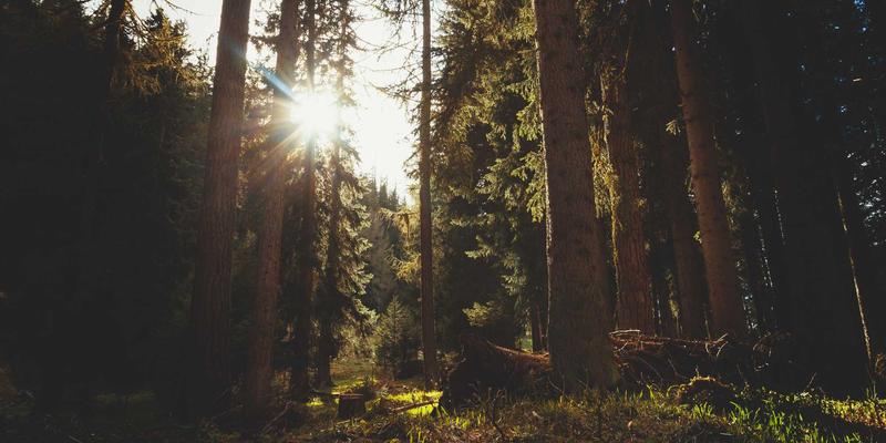 人工智能与机器学习研究必备：专业数据集下载平台全解析与实用教程